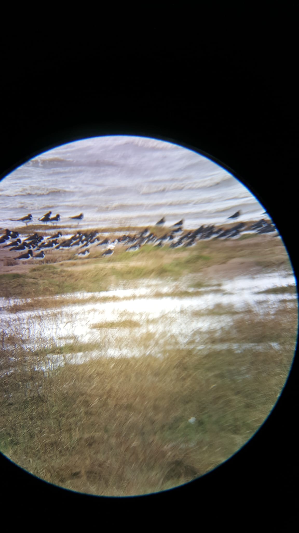 Oystercatchers on Sea Marsh (telescope)