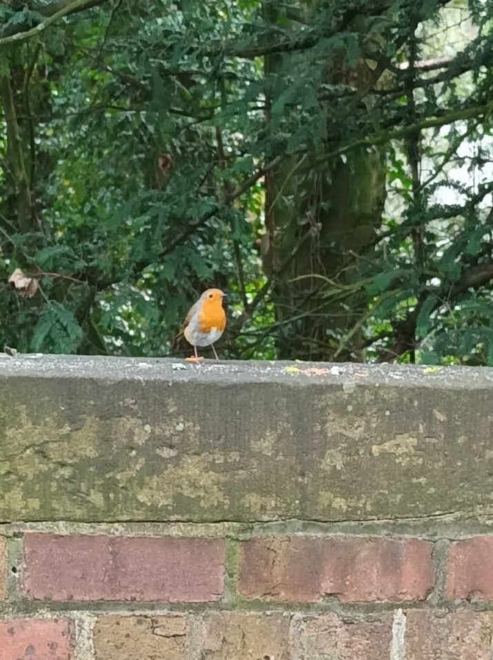 Robin on Railway Bridge in Witch Wood