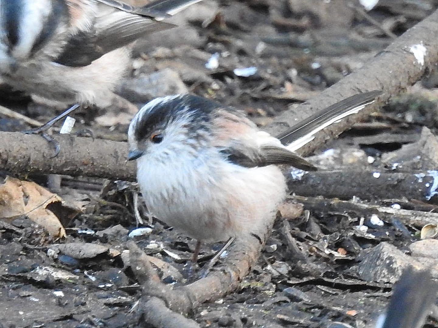 Long-tailed Tit at Sculthorpe Moor