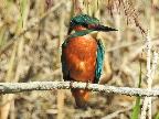 Kingfisher, Lakenheath Fen