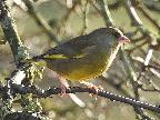 Male Greenfinch at Sculthorpe Moor