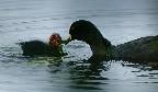 Coot Feeding Chick by Julian Spelling