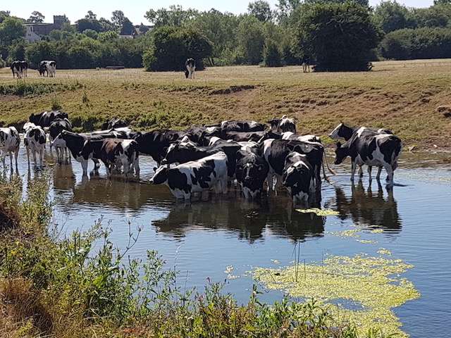 Cows, July 2018