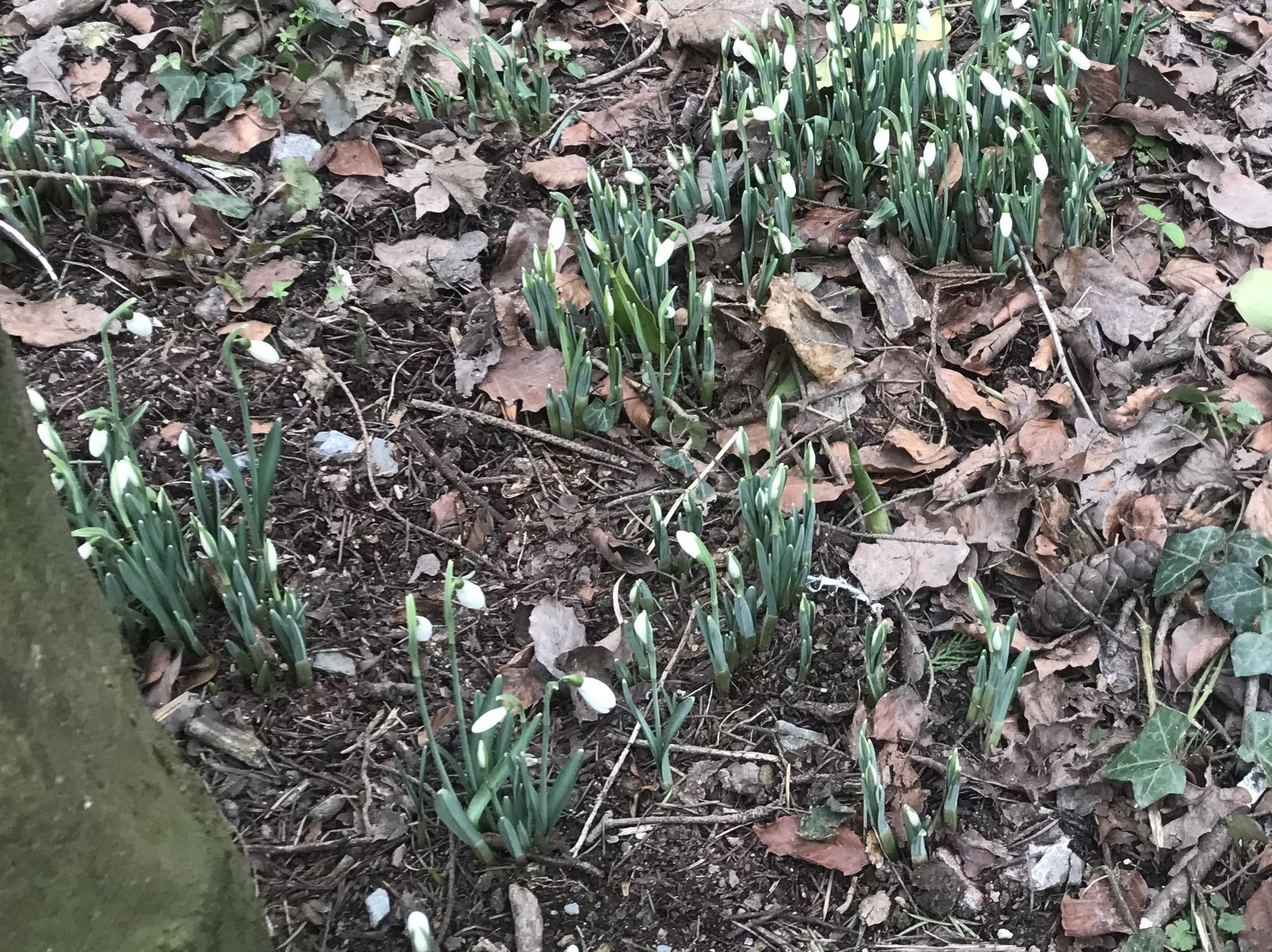 Snowdrops in January at Saltram
