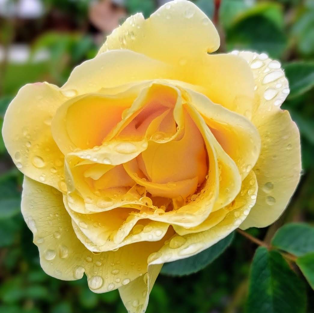 Yellow rose outside Trenance Cottages