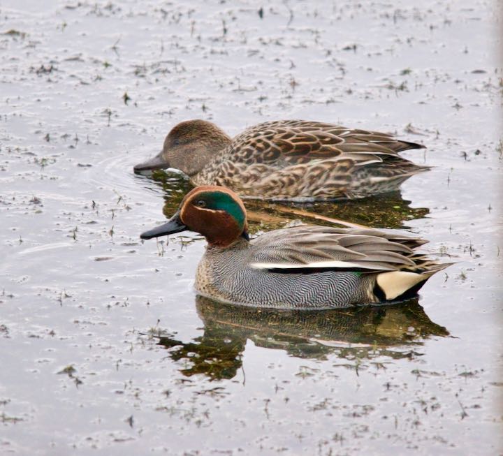 Teal at RSPB Old Moor