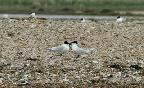 Terns at Scolt island