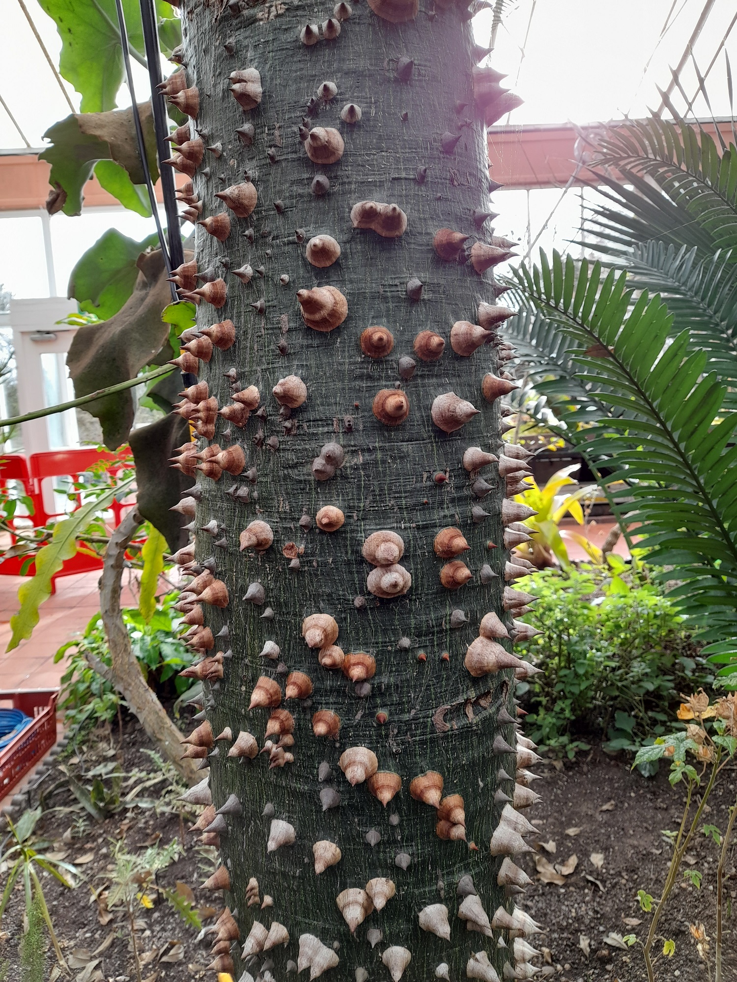 Unusual tree trunk at Botanical Gardens