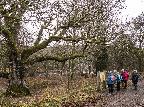Admiring the Birnam Oak, Dec. 2021