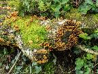 Fungi at Plymbridge Woods