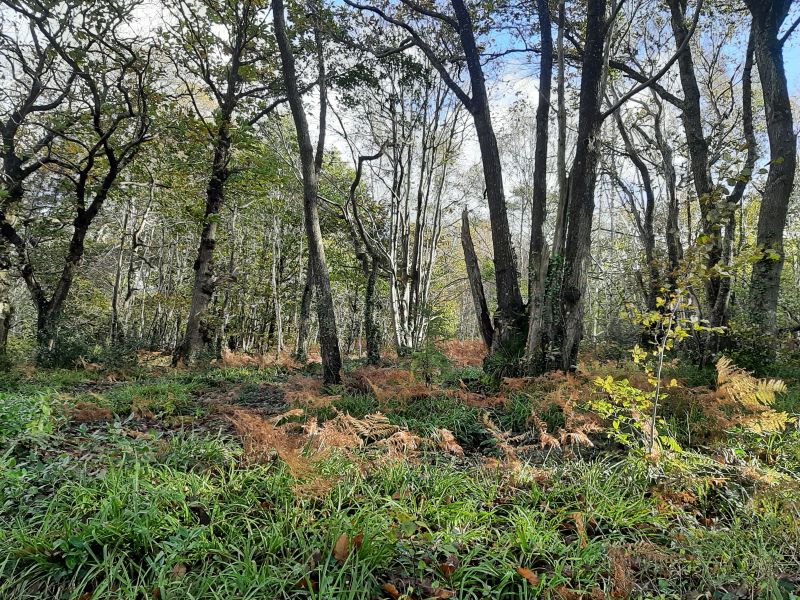 The Woods, Warleigh Point Nature Reserve
