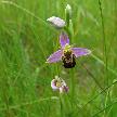 Bee Orchid near Blaydon / Nature Watch