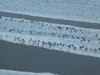 birds on shoreline