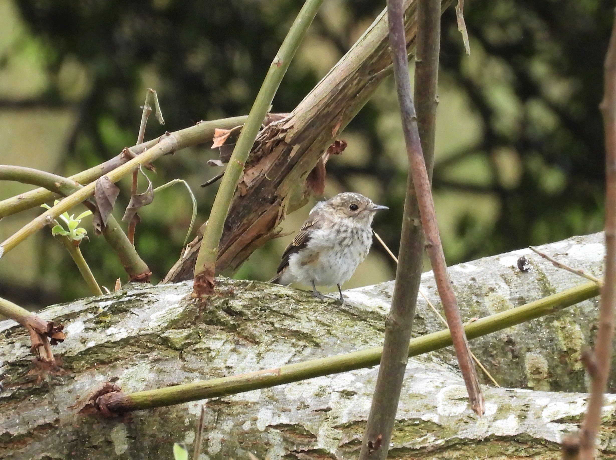 Juvenile spotted flycatcher at RW