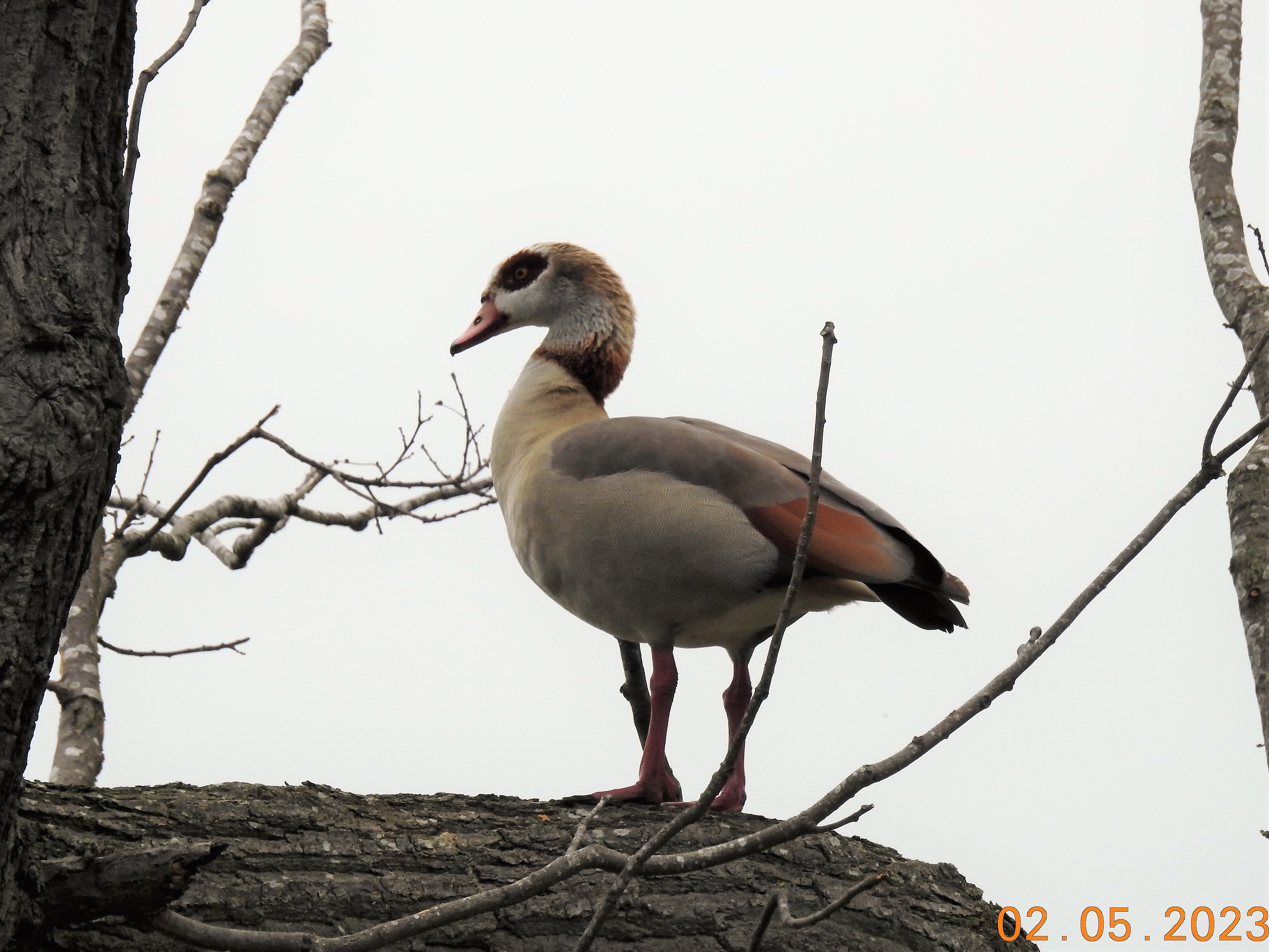 Egyptian Goose in tree at RW