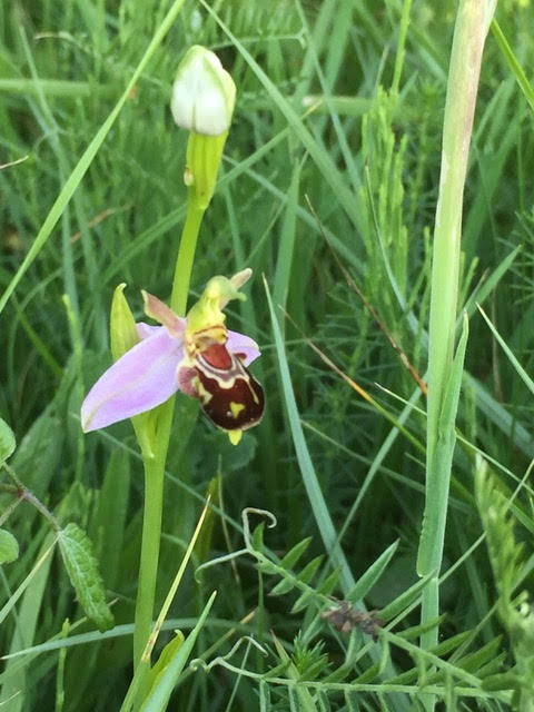 Bee Orchid at Fulbourn Fen