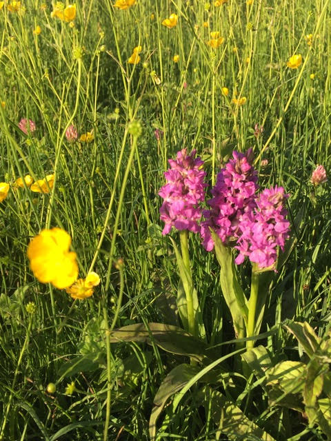 Marsh Orchids: Fulbourn Fen
