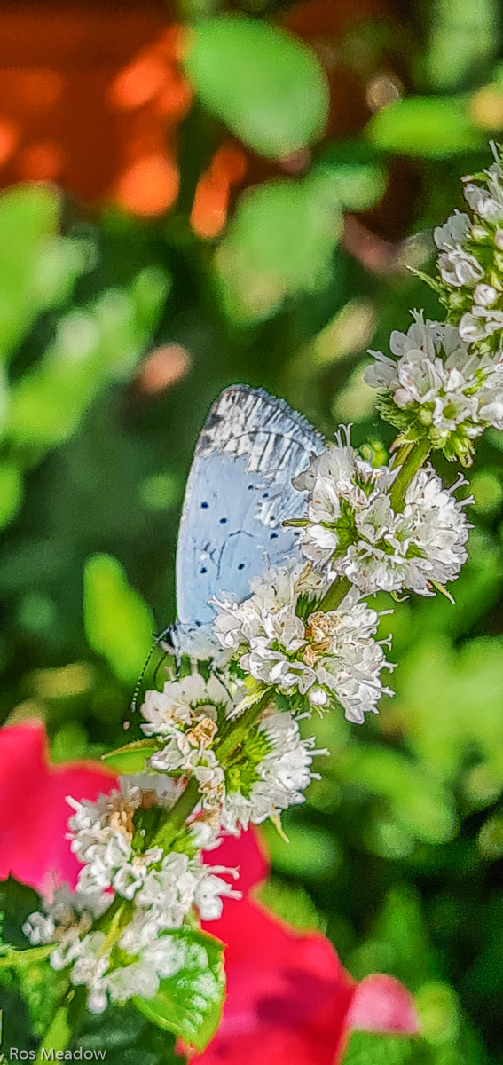 Holly Blue on Flowering Mint