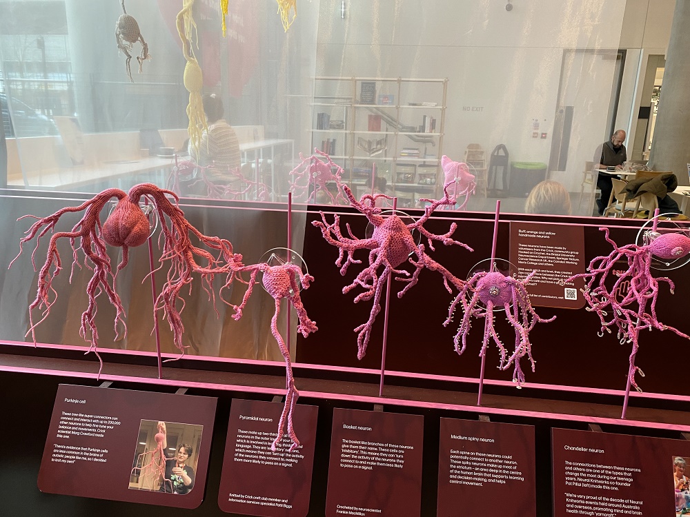 Brain Cell Types (crocheted models)c.L.P