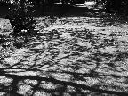 Greenwich Park shadows, c.E.Wallace