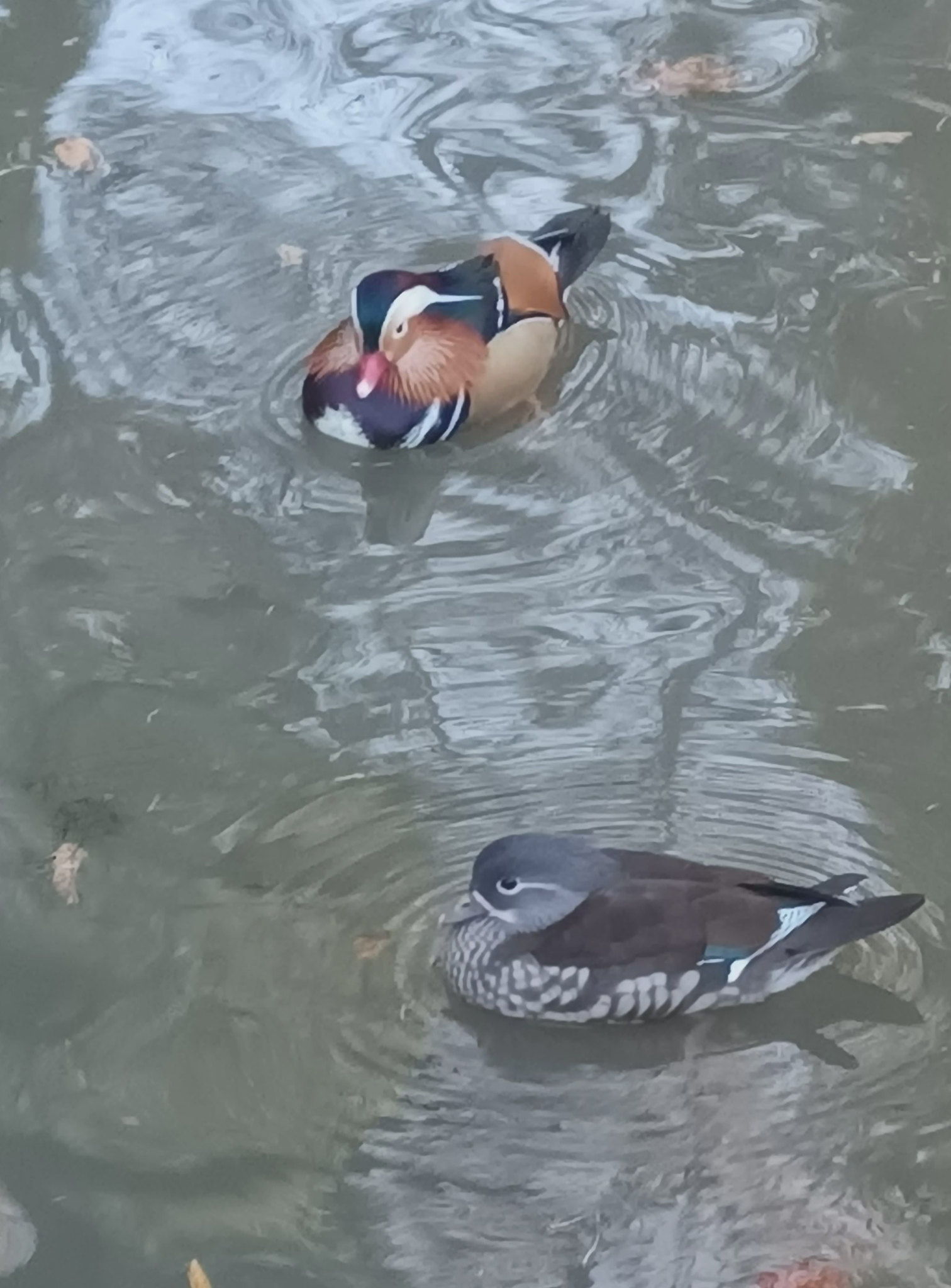 Mandarin ducks, Stover Country Park