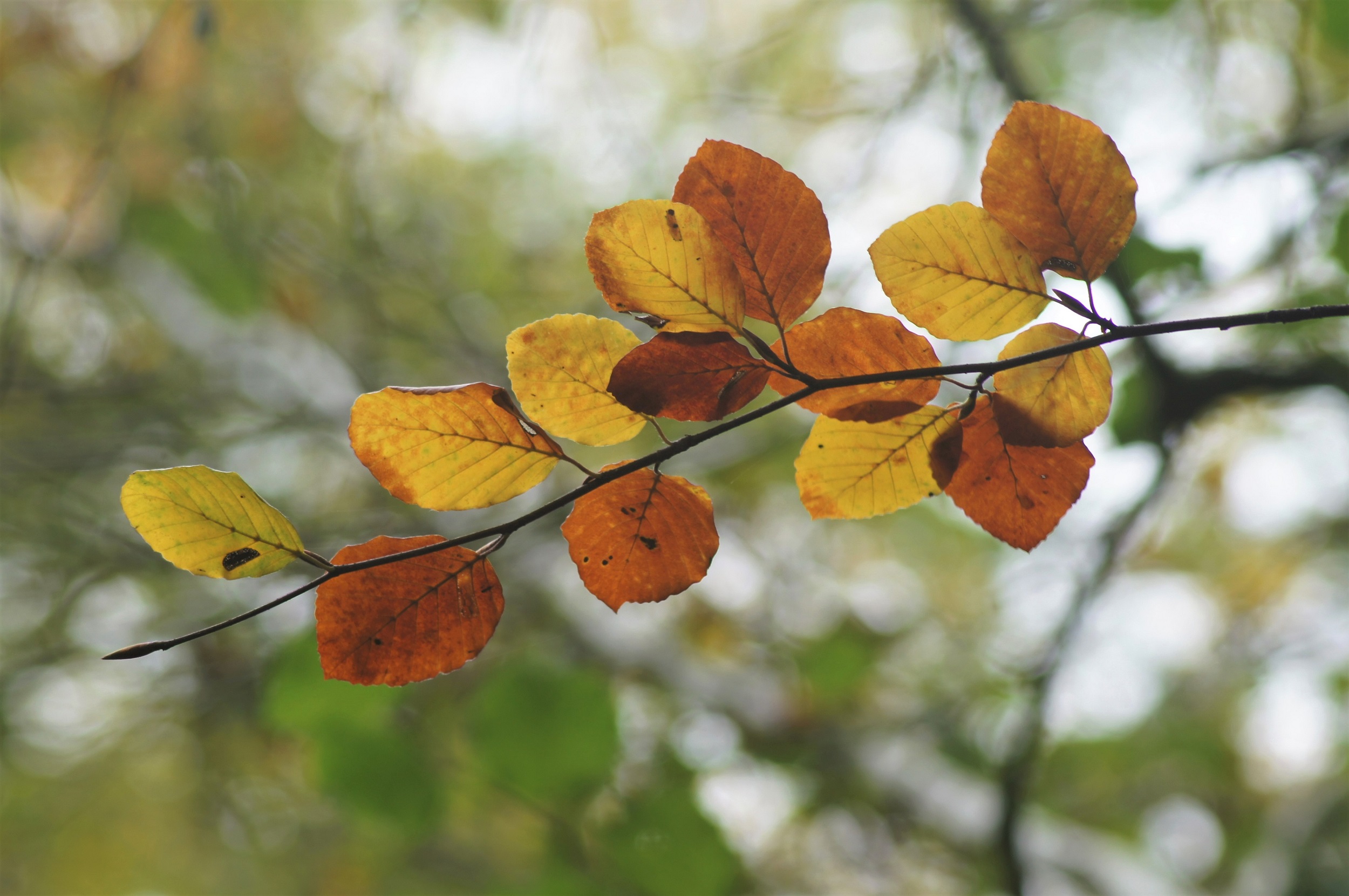 "Golden Leaves" by Barbara Potts