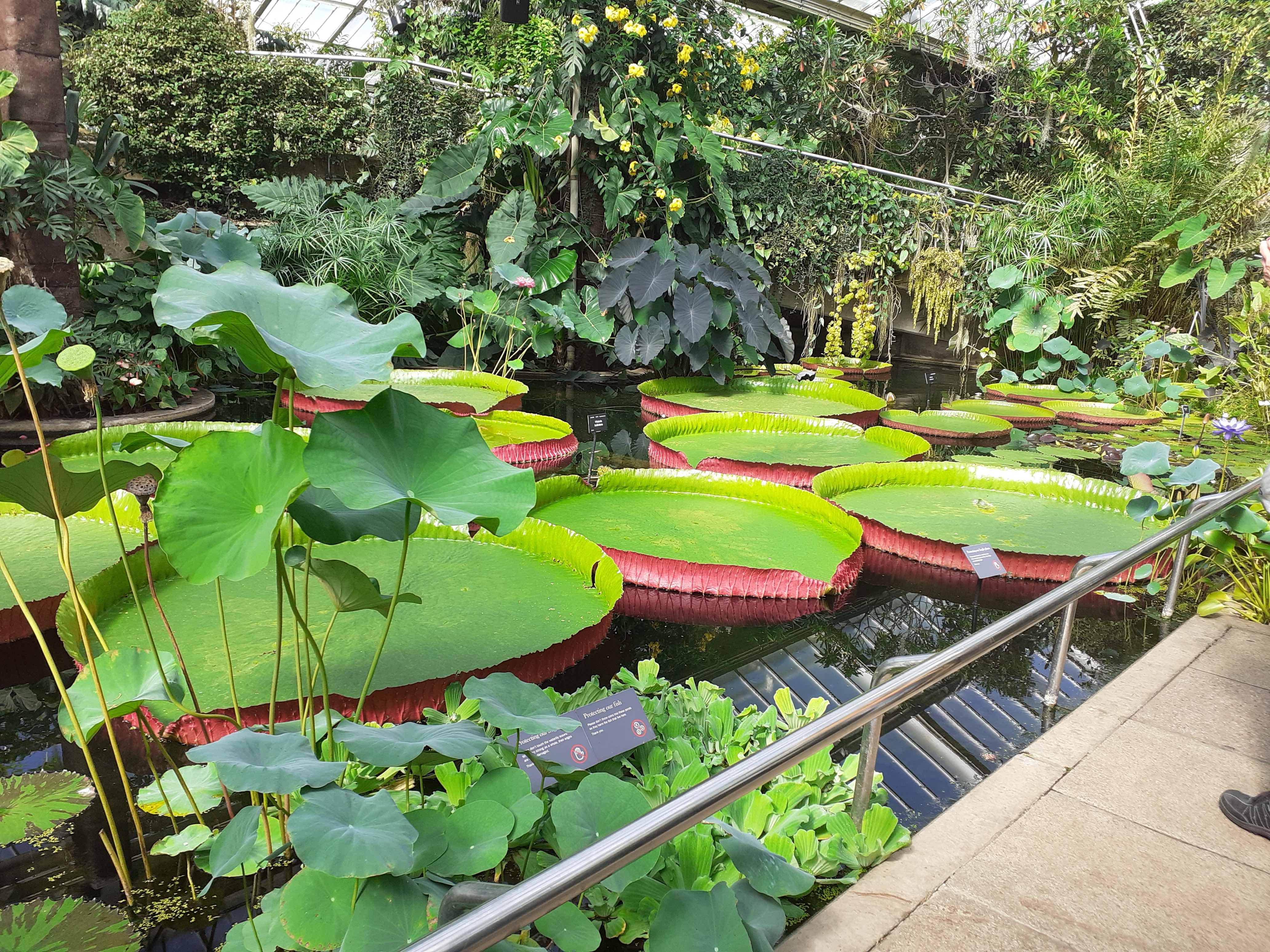 Kew - giant waterlily