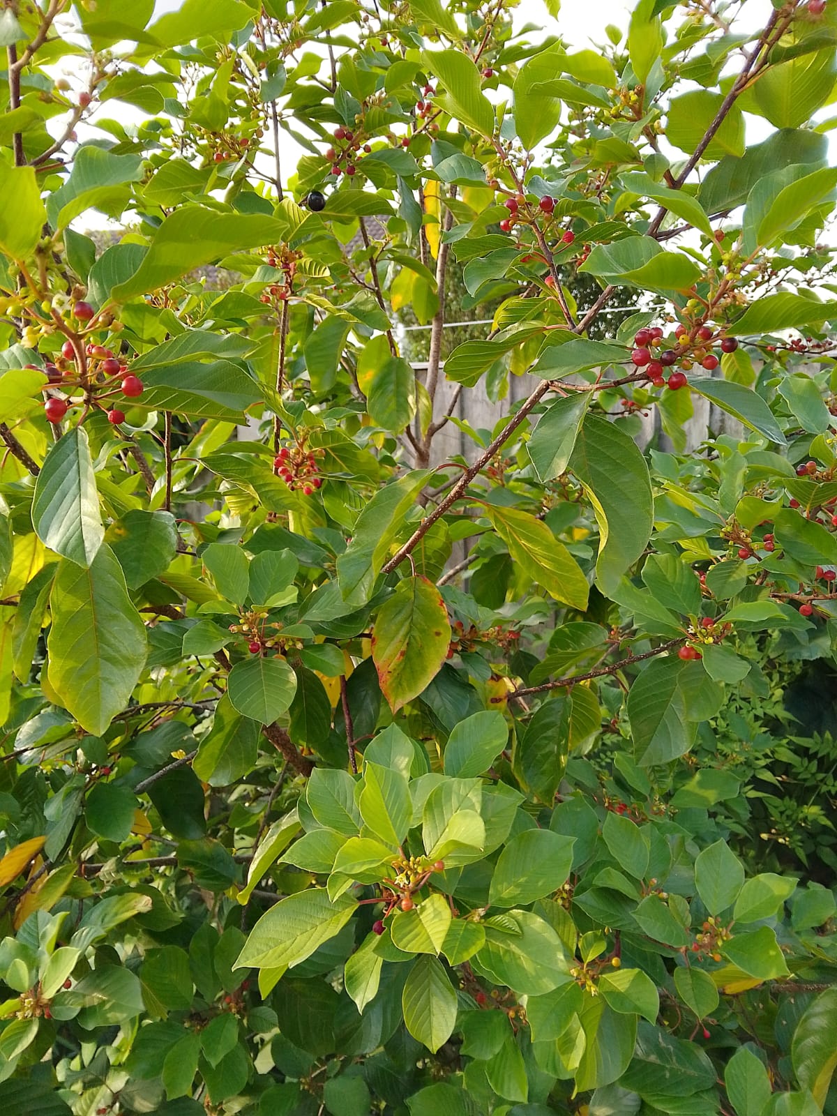 Alder buckthorn with flowers and berries