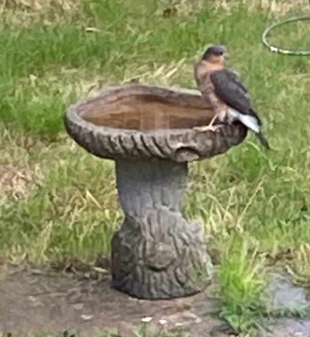 Sparrowhawk in a Kent garden
