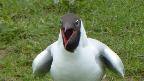 A happy Black Headed Gull