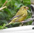 Greenfinch - Mike White