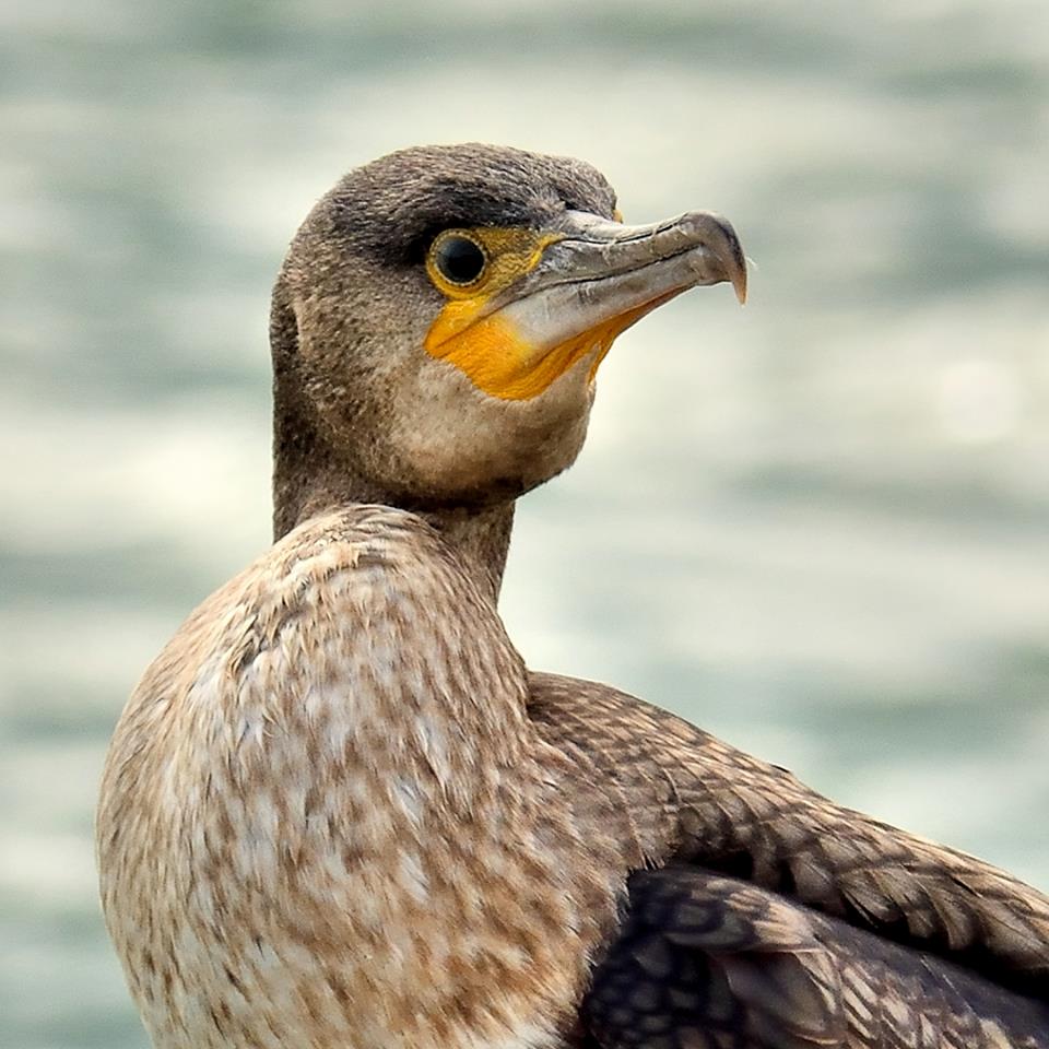 The Young Cormorant.