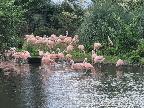 Flamingos at Slimbridge