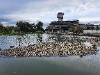 Island of birds at Slimbridge