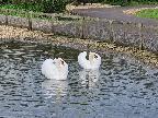 Swans at Slimbridge