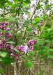 Budding lilac