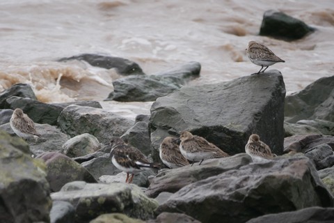 Dunlin and Turnstone