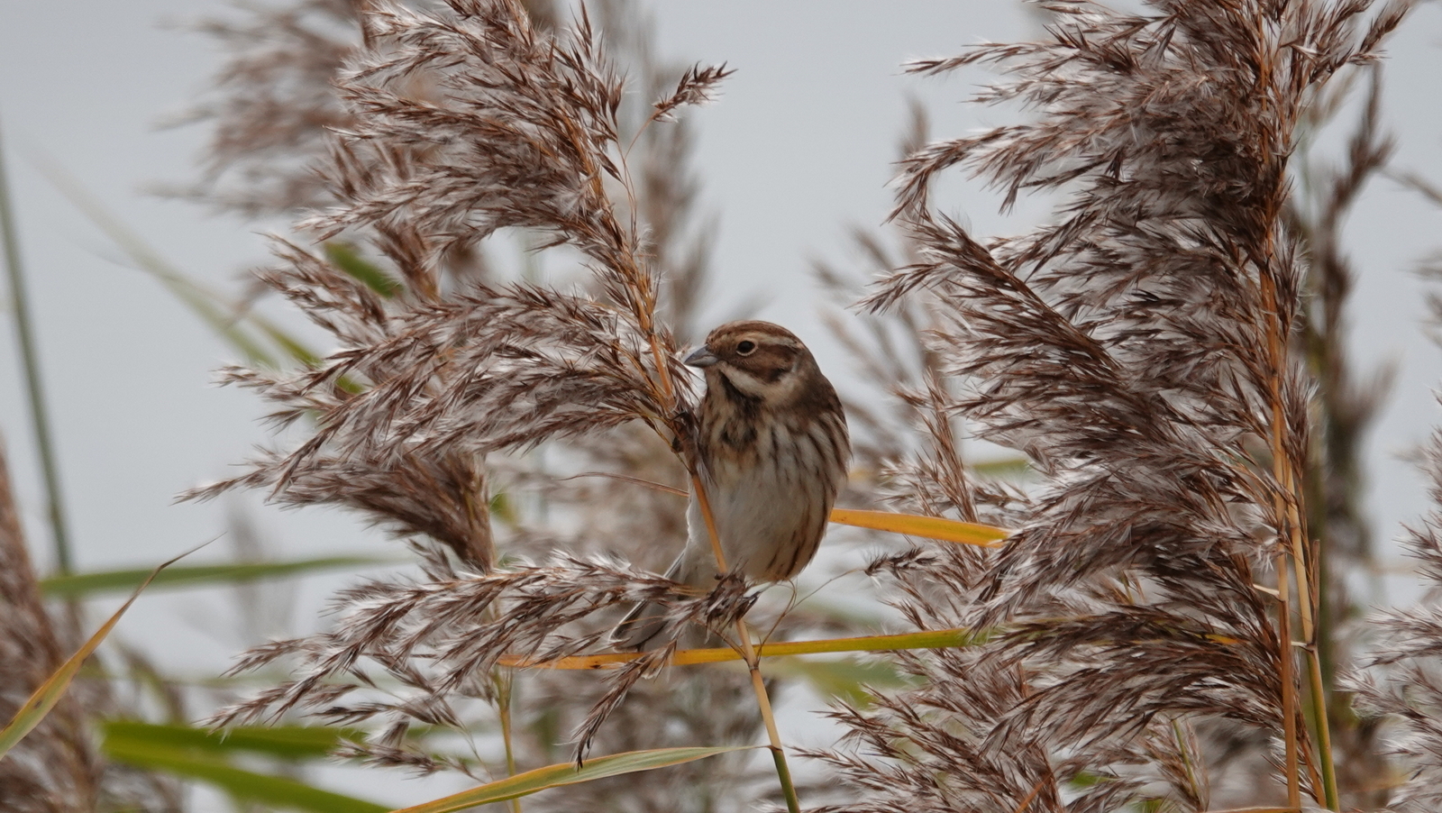 Reed Bunting at RSPB Conwy - Mary