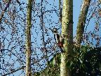 Great spotted Woodpecker by Deborah