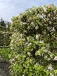 Alnwick Gardens - Trees in Bloom