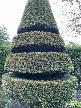Conical Topiary Tree
