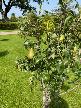 Wynyard Gardens - Pear Tree