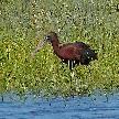 Glossy Ibis at Ham Wall  (by Mike Smith)