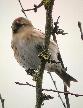 Redpoll at Chew (photo Mike S)