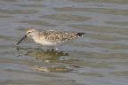 Curlew Sandpiper at Keyhaven