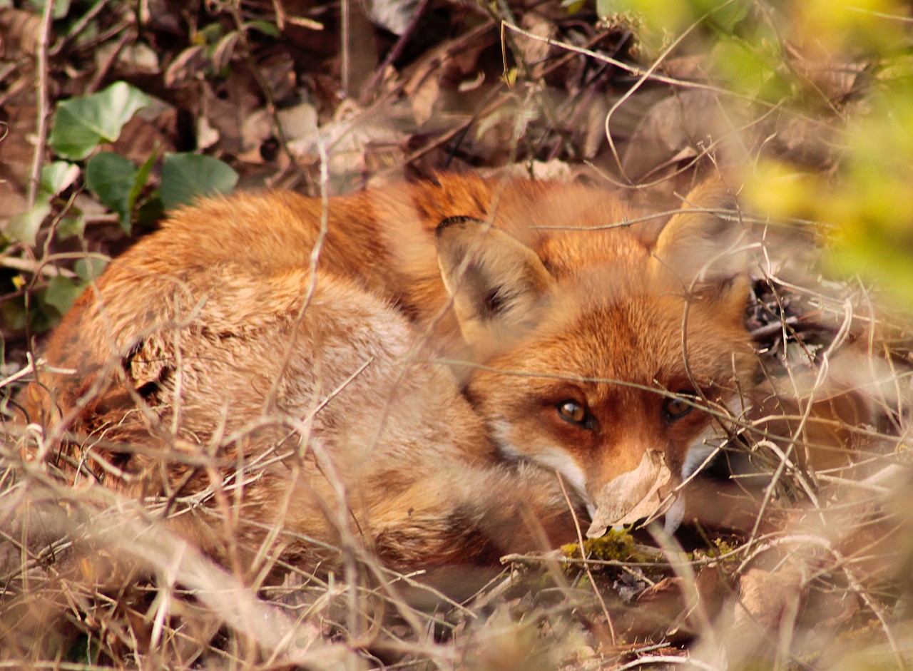 Sly fox