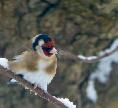 Goldfinch in the Snow