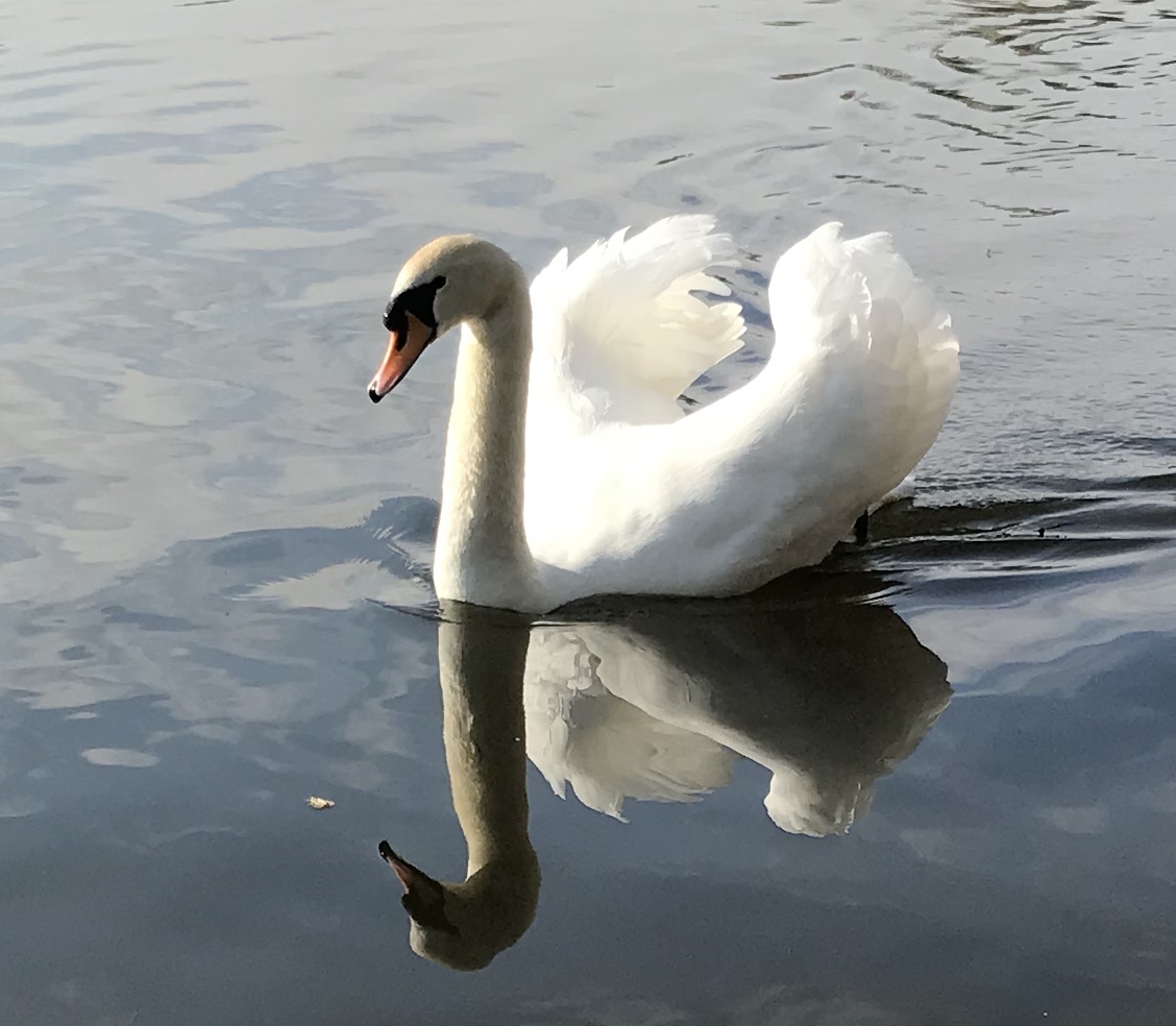 Reflected Swan - Charlotte Cunningham