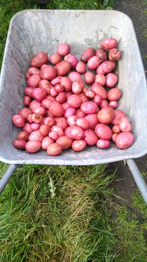 Potatoes (Main Crop)-Oct 23