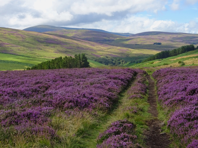 The Path to Cheviot